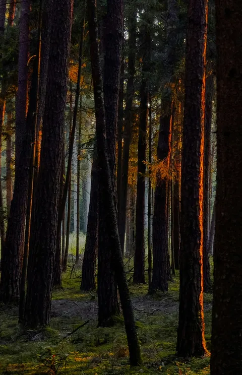 A strip of forest at dusk