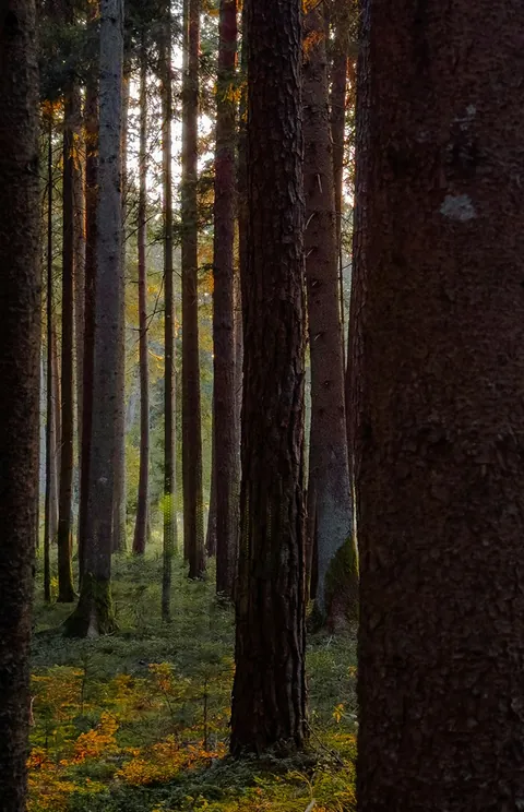 A strip of forest at dusk