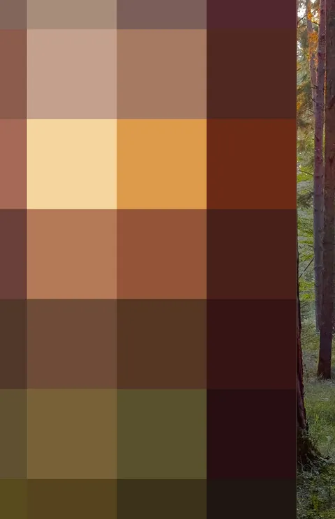 The same forest, reduced to coarse pixels