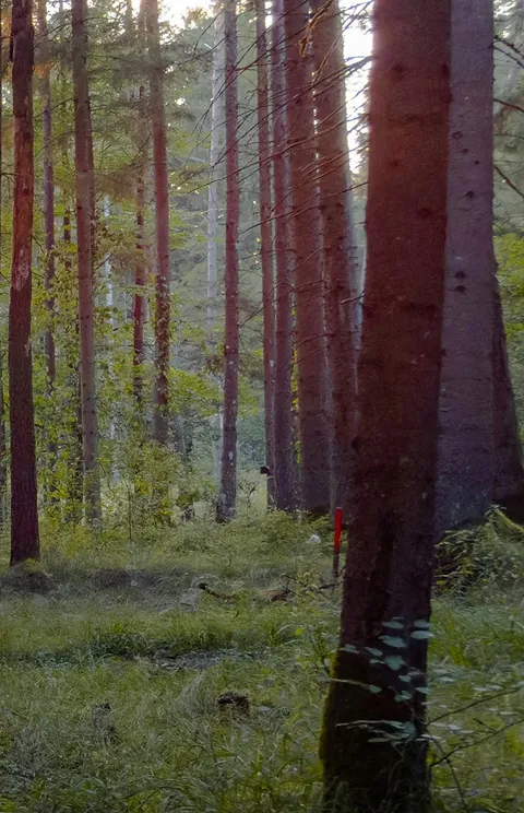 A strip of forest at dusk